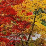 Criar um jardim flamboyant com folhagens de outono
