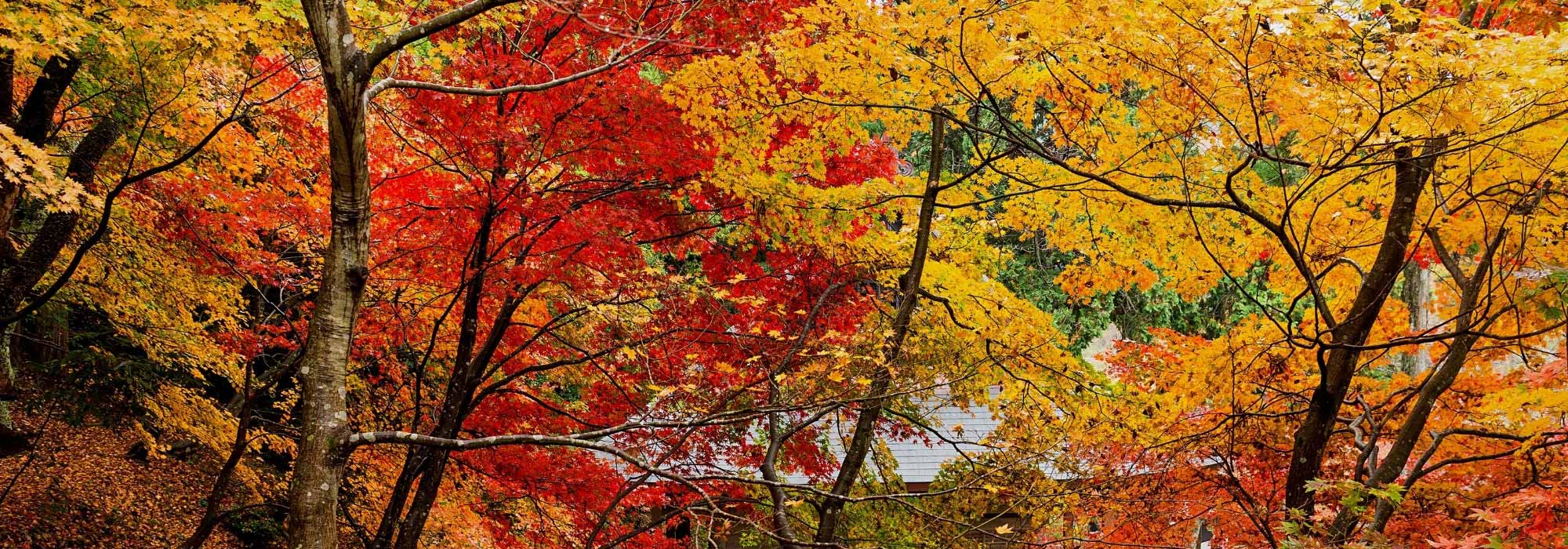 Criar um jardim flamboyant com folhagens de outono