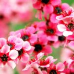 Leptospermos de flores cor-de-rosa: as variedades mais bonitas