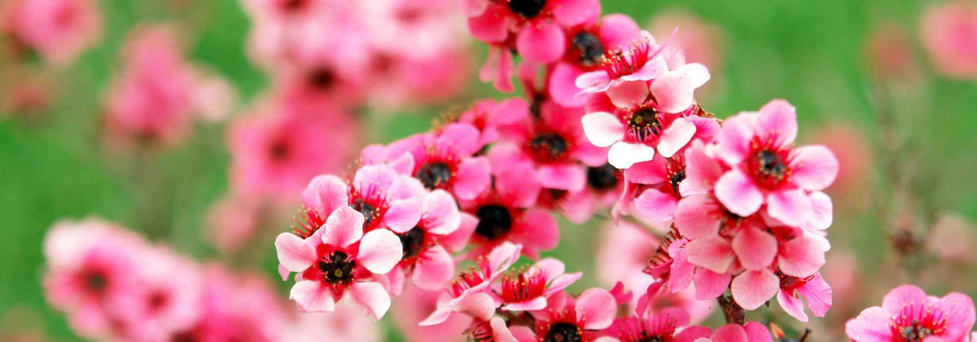 Leptospermos de flores cor-de-rosa: as variedades mais bonitas