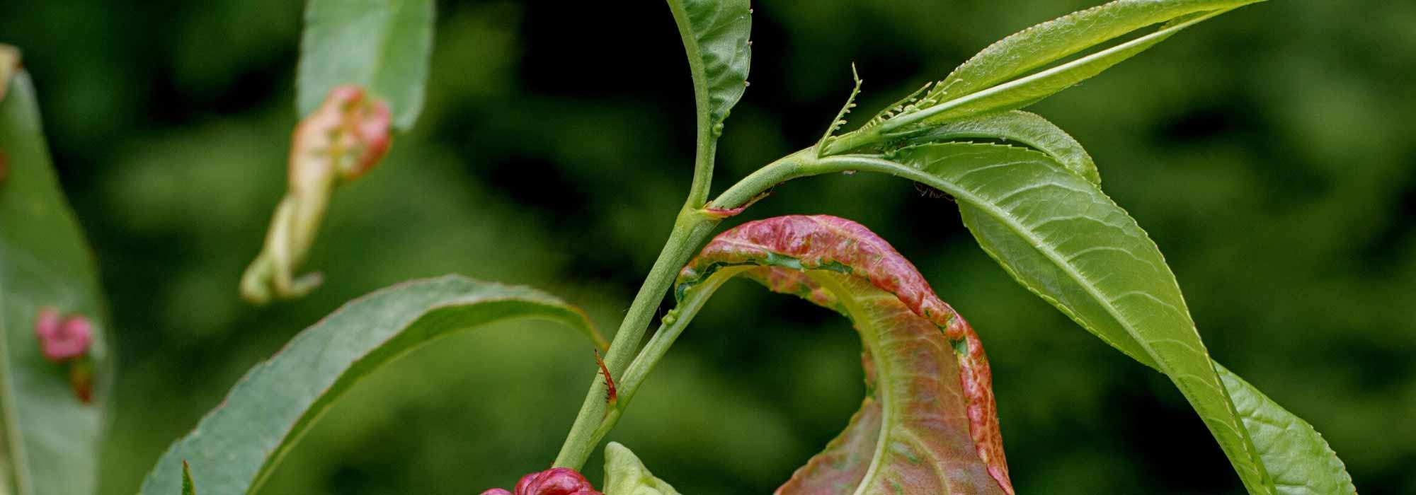 Identificar os principais insetos parasitas e as doenças das fruteiras