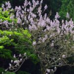 Descubra o Paulownia, a árvore campeã no armazenamento de CO2