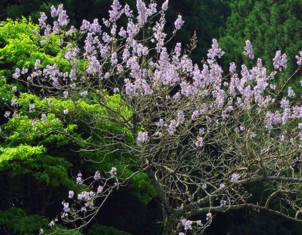 Descubra o Paulownia, a árvore campeã no armazenamento de CO2