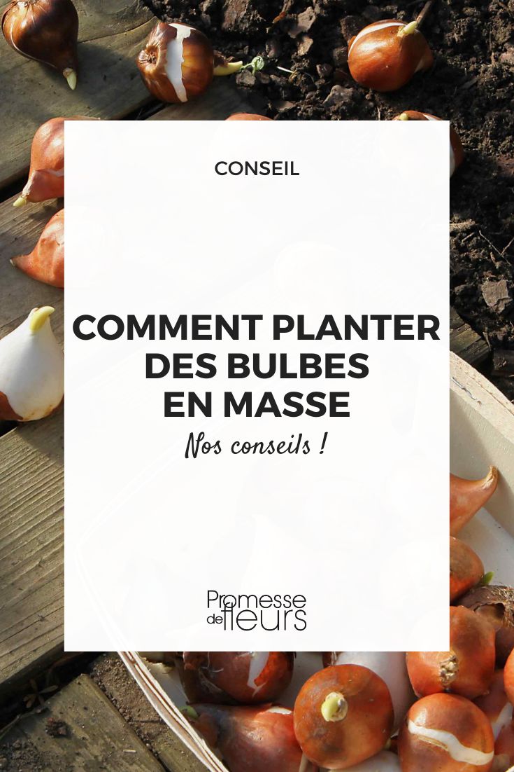 Reunir os bolbos e os conselhos de plantação