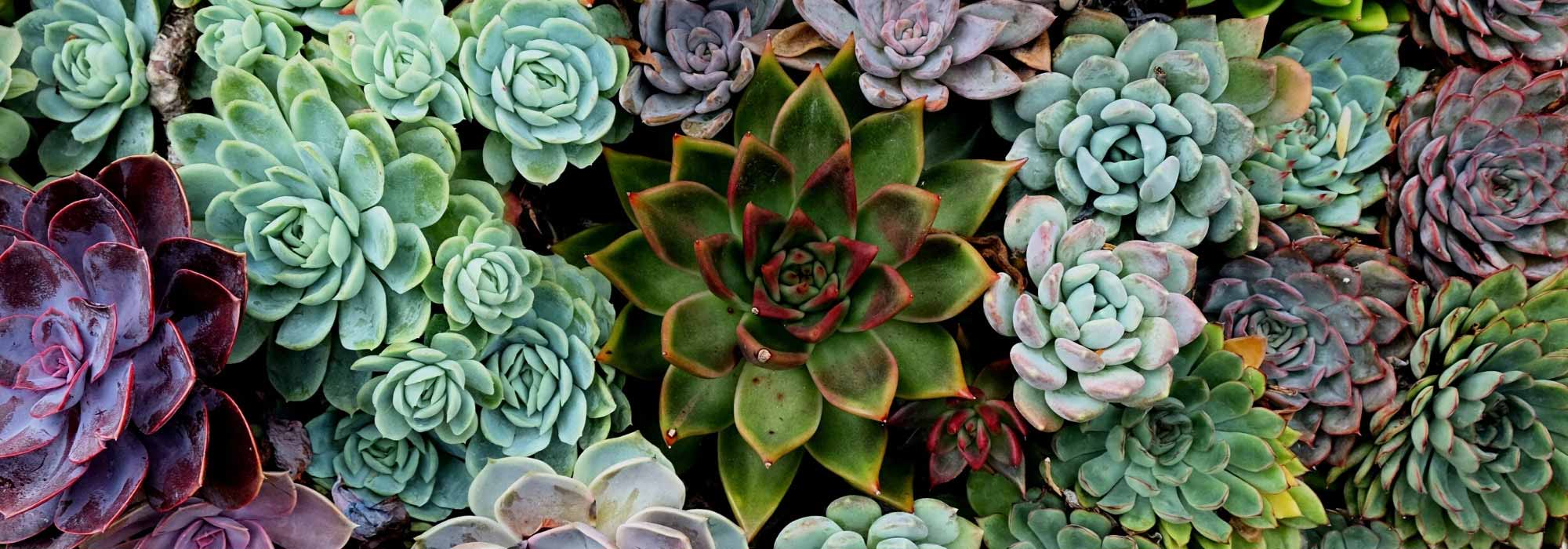 7 plantas gordas fáceis de cultivar