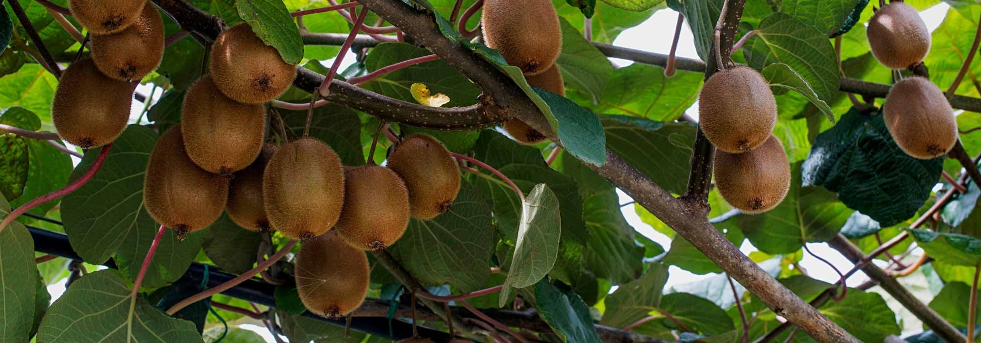 Porque é que o meu quivizeiro não dá frutos?