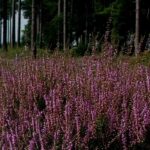 Terra ácida ou verdadeira terra de urze: quais são as diferenças?