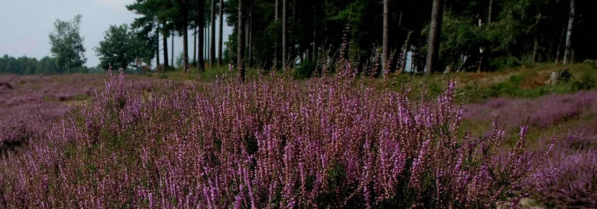 Terra ácida ou verdadeira terra de urze: quais são as diferenças?