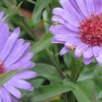 7 ásteres de flores dobradas para ter no jardim