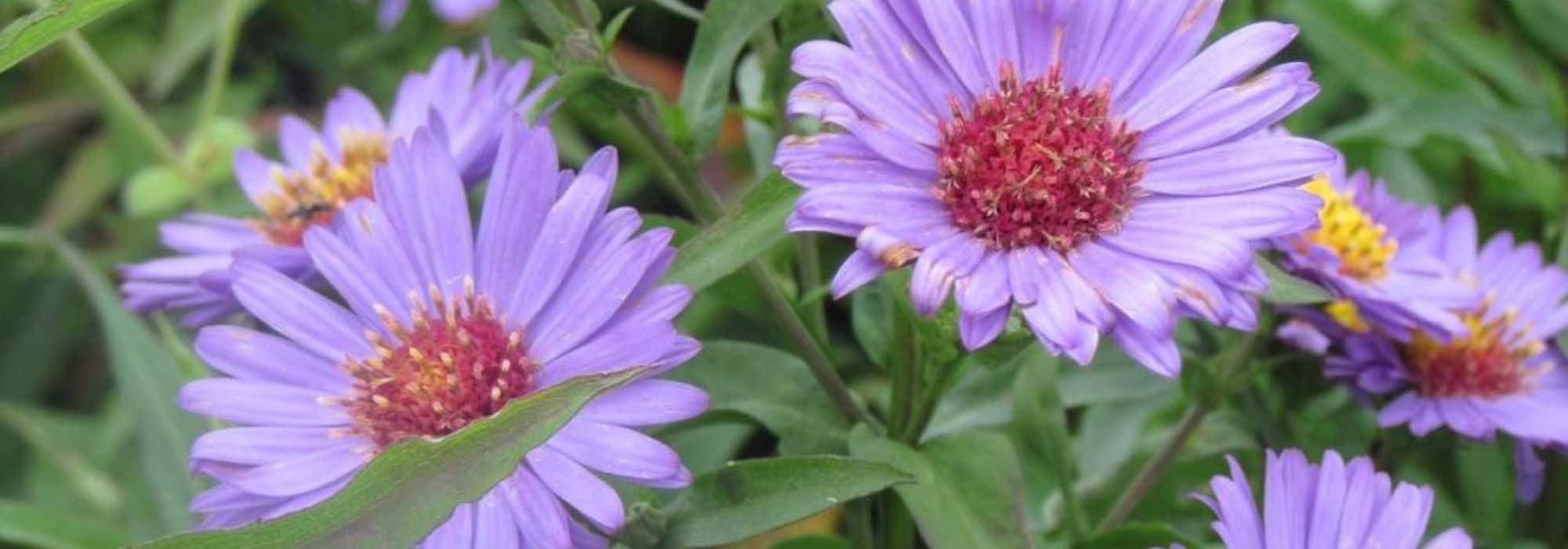 7 ásteres de flores dobradas para ter no jardim