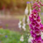 Plante bienais para um jardim deslumbrante na primavera!