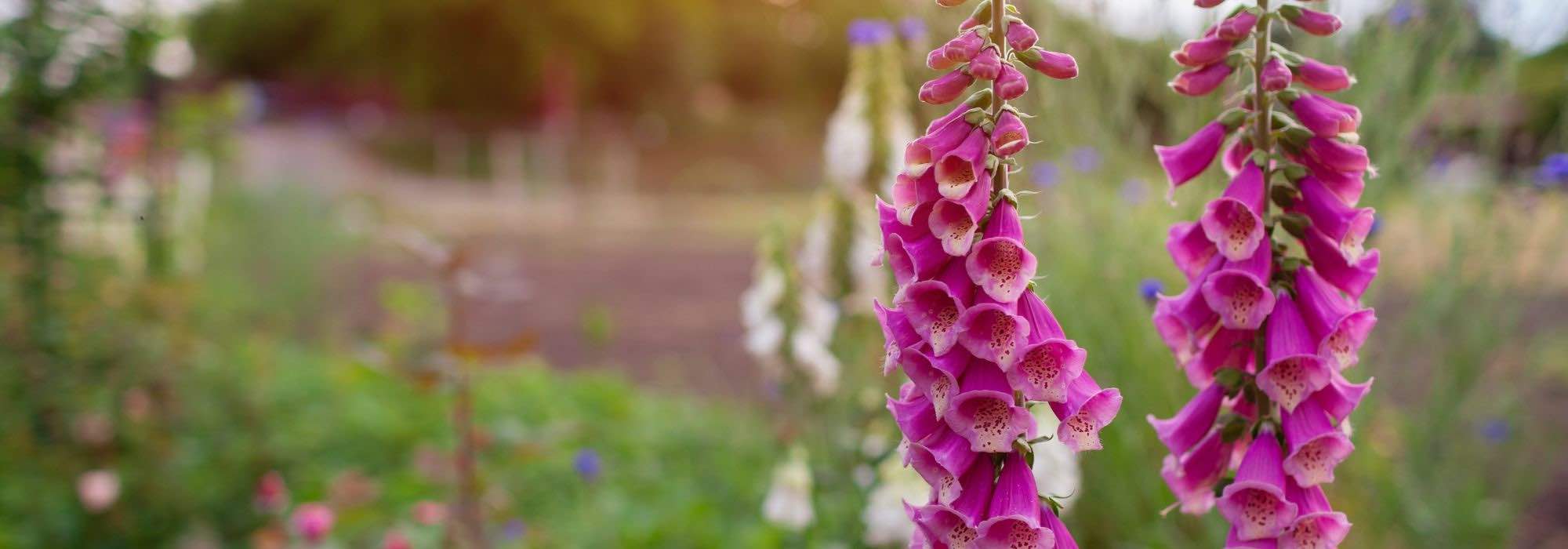 Plante bienais para um jardim deslumbrante na primavera!