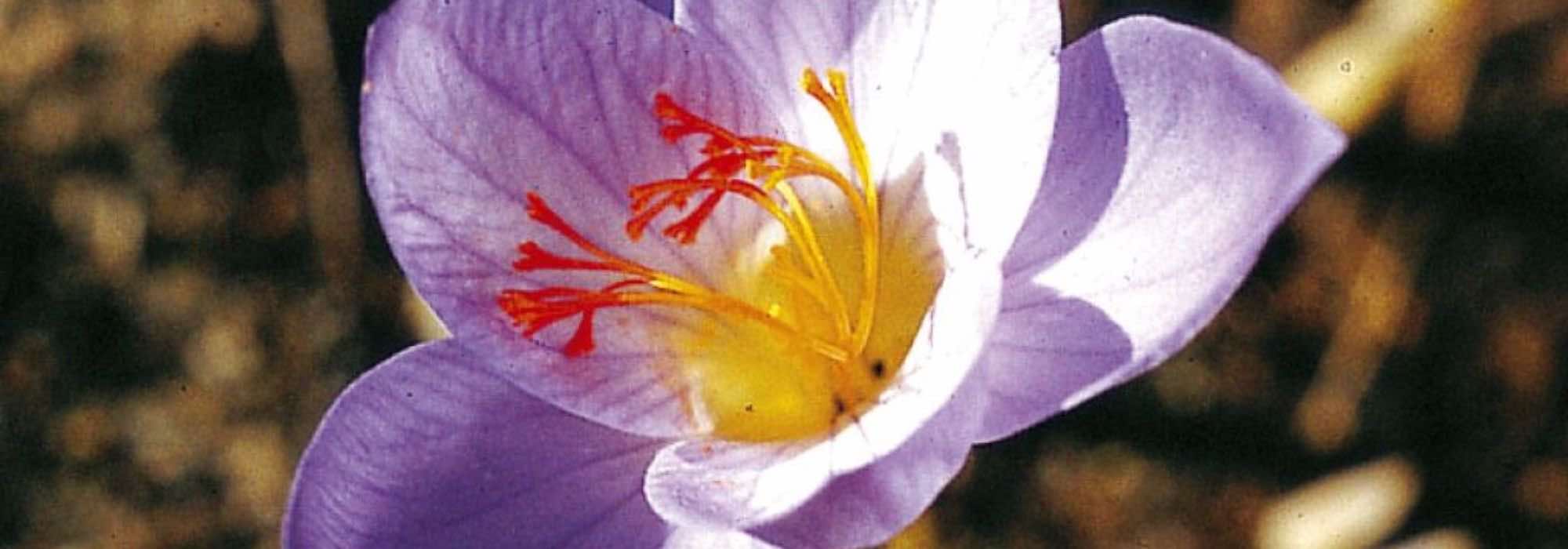 5 bolbos de floração do final do outono