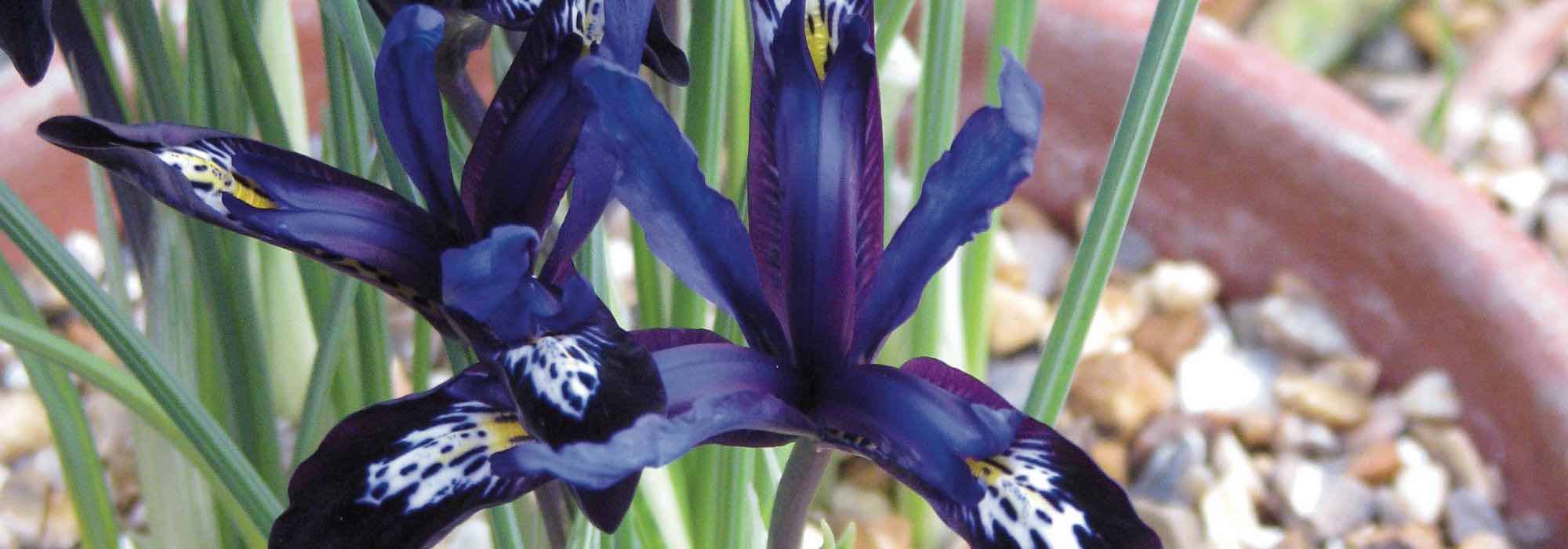 7 bolbos de floração no início da primavera