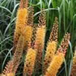 5 bolbos de floração no final da primavera