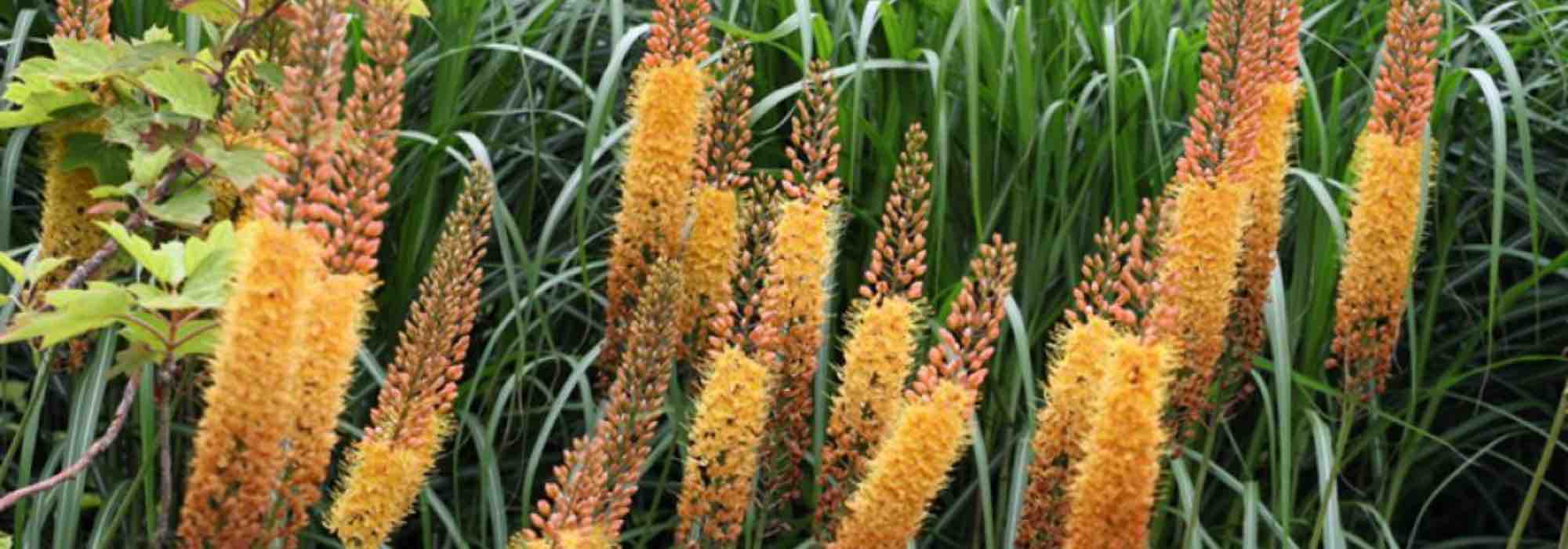 5 bolbos de floração no final da primavera