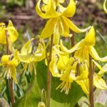 7 bolbos de floração no final do inverno