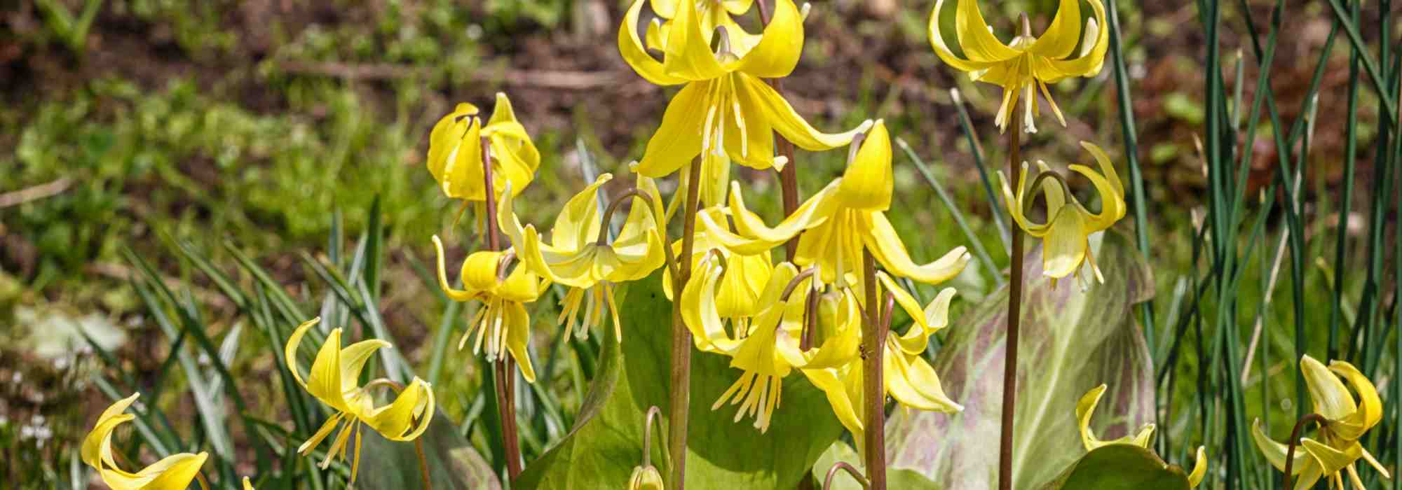 7 bolbos de floração no final do inverno