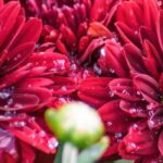 Os 5 melhores crisântemos de flores vermelhas