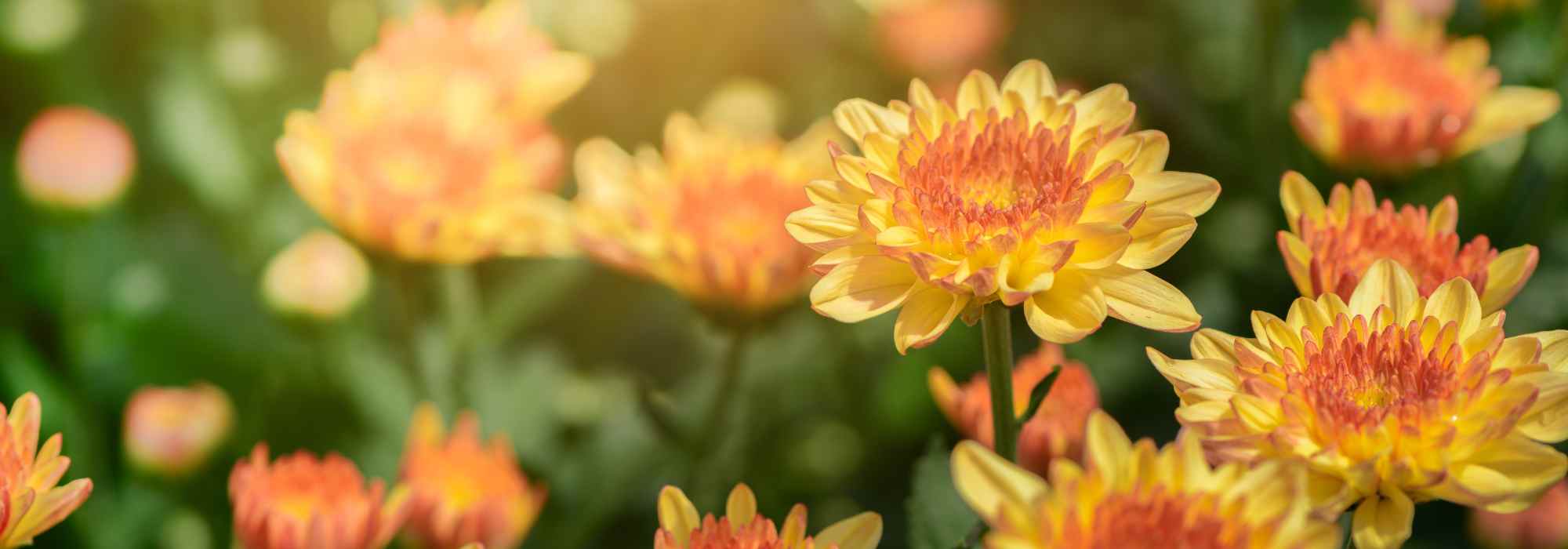 5 crisântemos com flores amarelas ou cor de laranja