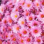 5 crisântemos de flores cor-de-rosa