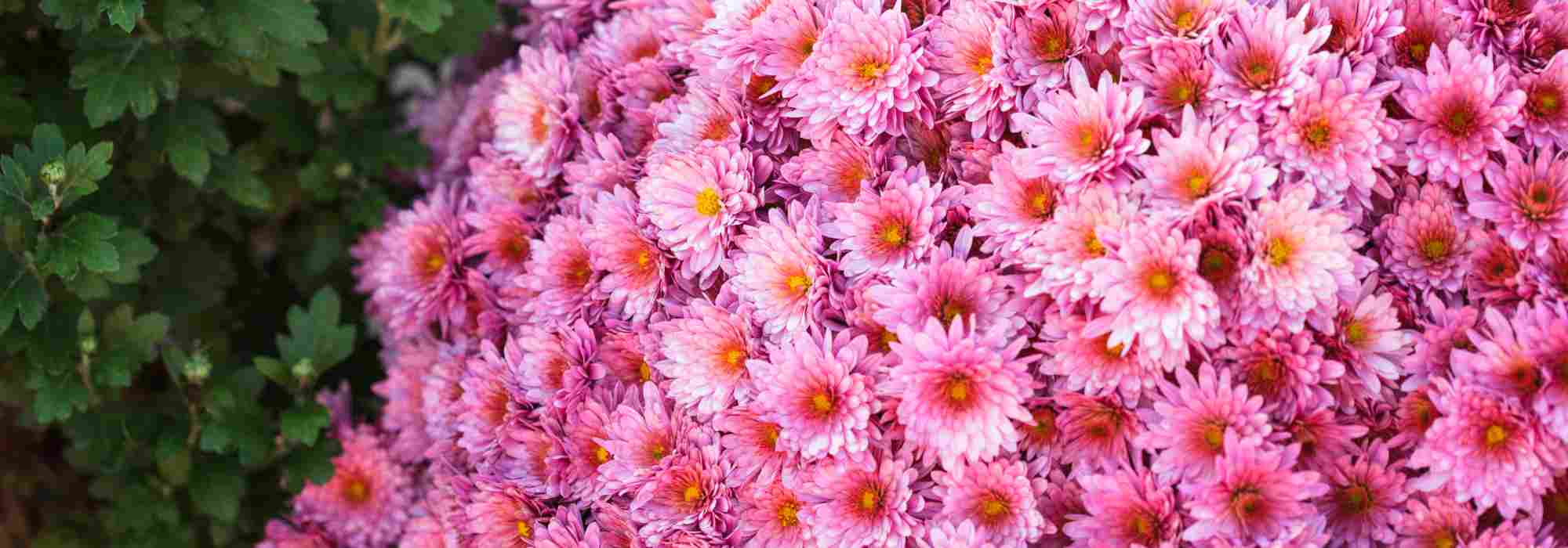 5 crisântemos de flores cor-de-rosa