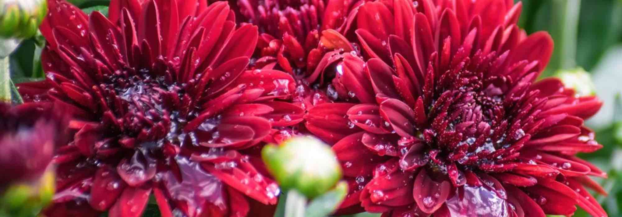 Os 5 melhores crisântemos de flores vermelhas