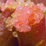 Como cultivar um limão-caviar em vaso?