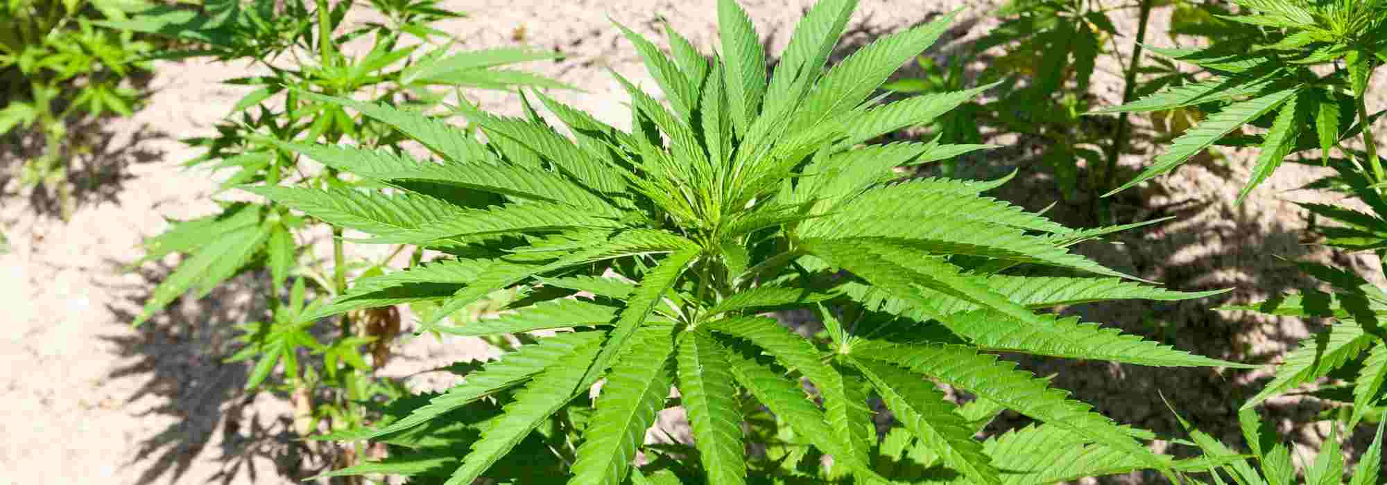 Como cultivar cânhamo?