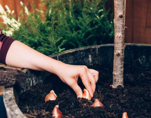 Como falhar na plantação dos bolbos em 5 lições?