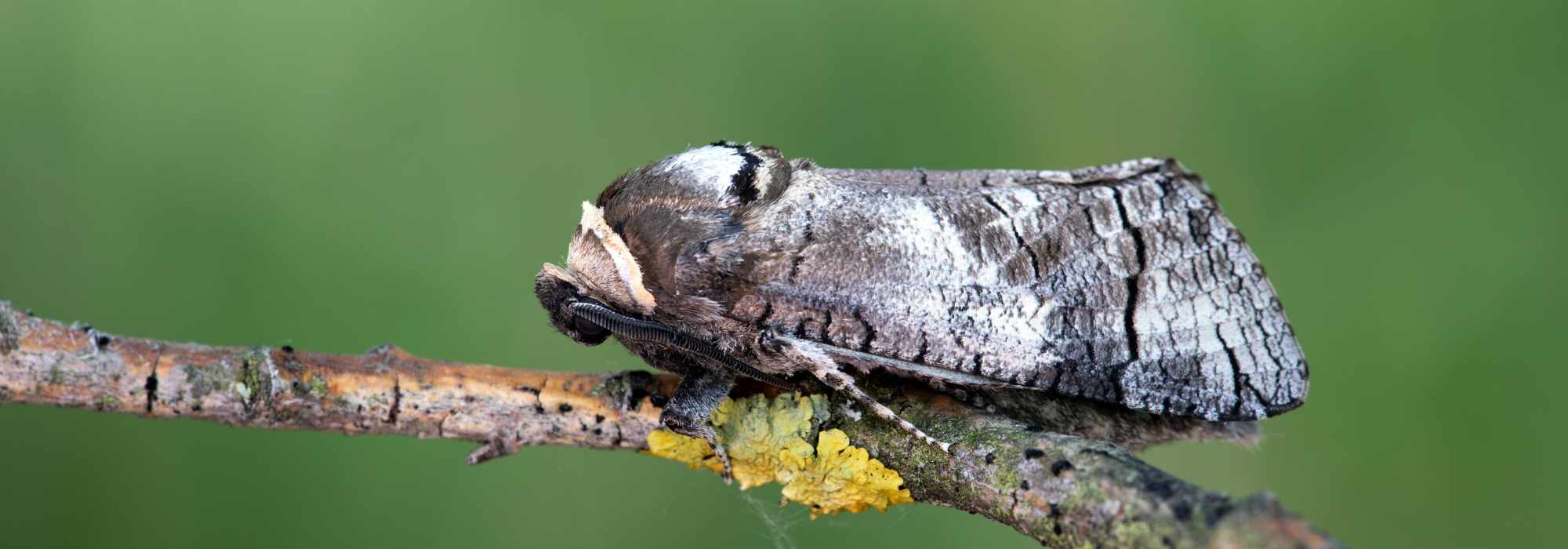 Inseto nocivo no jardim: a broca-da-madeira