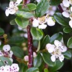 Cotoneaster: as melhores variedades para a cobertura vegetal de um talude