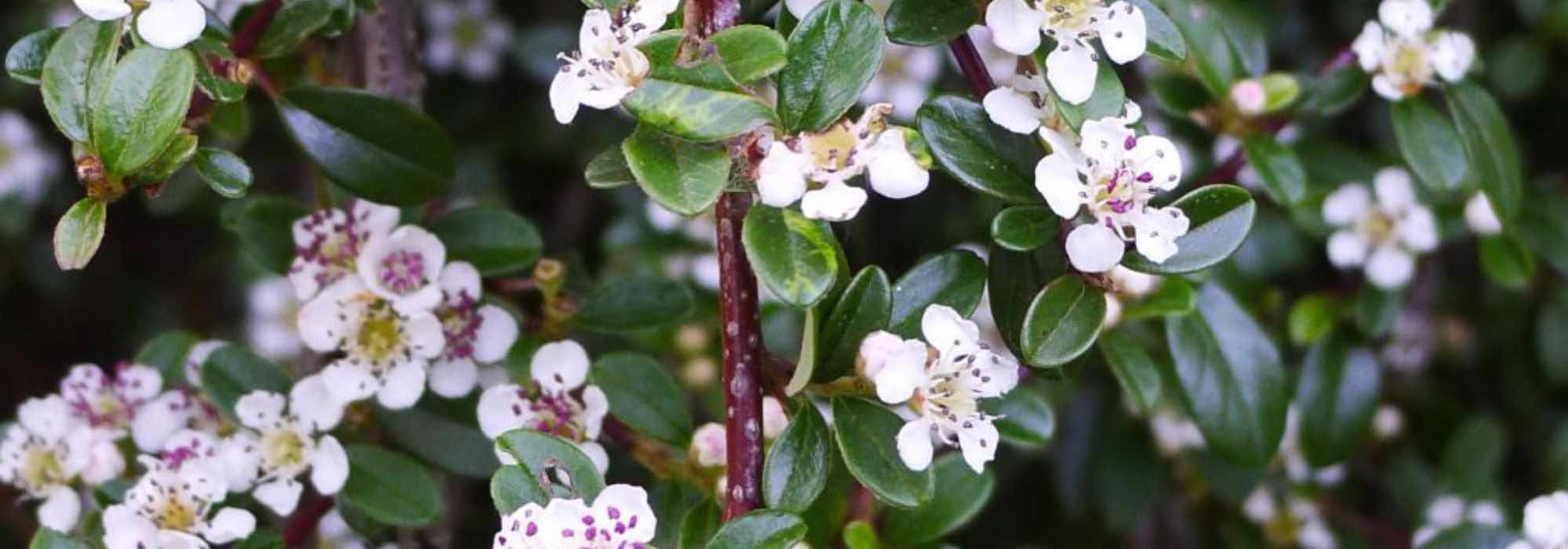 Cotoneaster: as melhores variedades para a cobertura vegetal de um talude