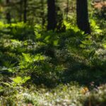 Embeleze o seu jardim com um sub-bosque natural e elegante