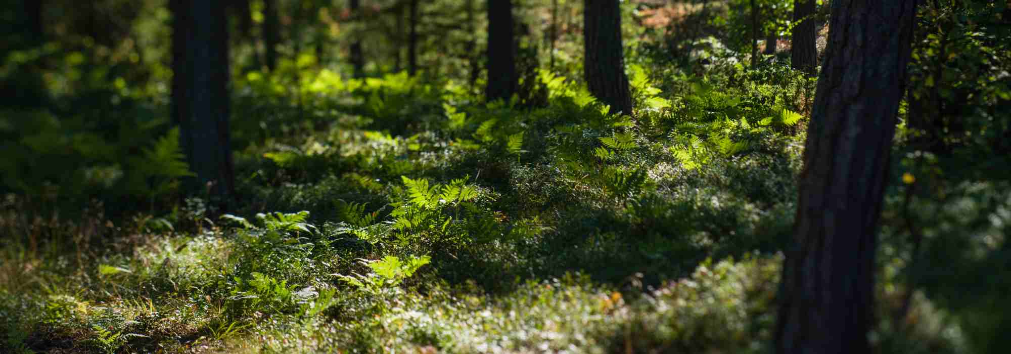 Embeleze o seu jardim com um sub-bosque natural e elegante