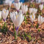 As melhores variedades de açafrão-da-primavera de flores brancas para o seu jardim