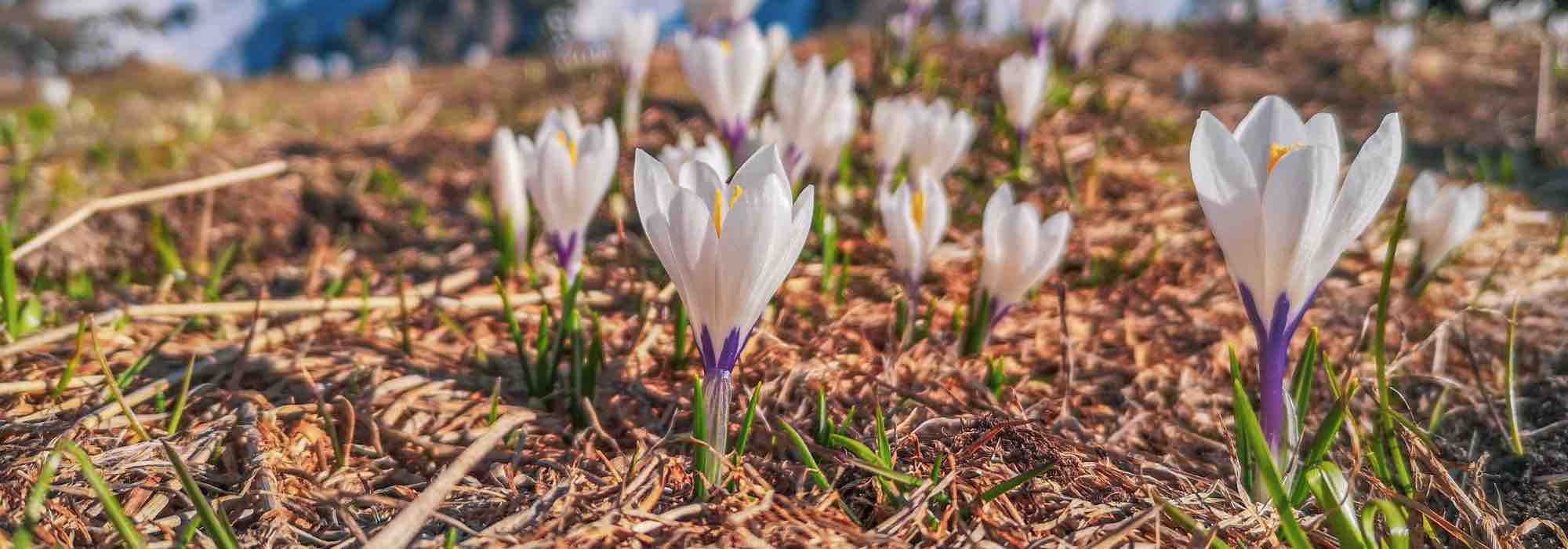 As melhores variedades de açafrão-da-primavera de flores brancas para o seu jardim
