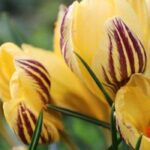 Açafrão-da-primavera de flores amarelas: as melhores variedades