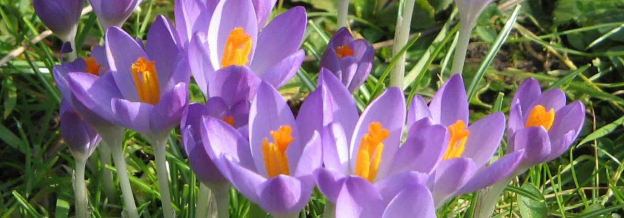 As 5 melhores variedades de açafrão-da-primavera com flores malvas para um jardim colorido