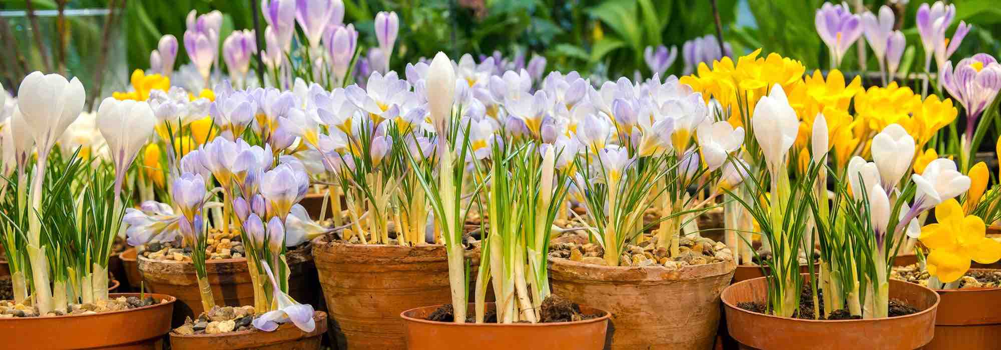 Cultivar açafrões em vaso