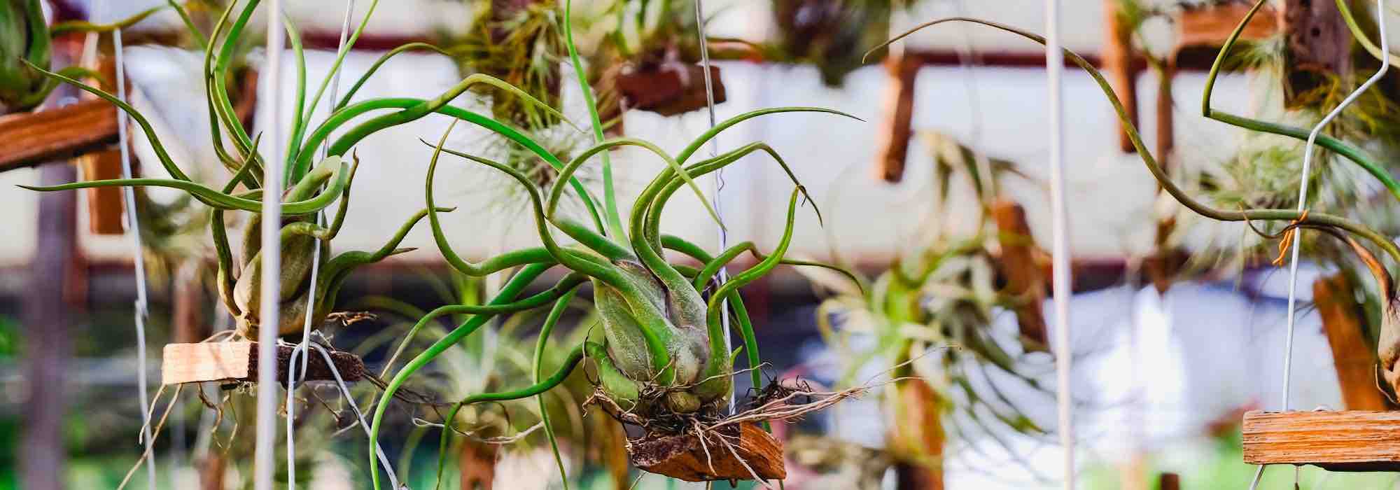 As plantas epífitas: maravilhas aéreas que vivem sem terra