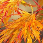 Bordos do Japão: as mais belas cores outonais