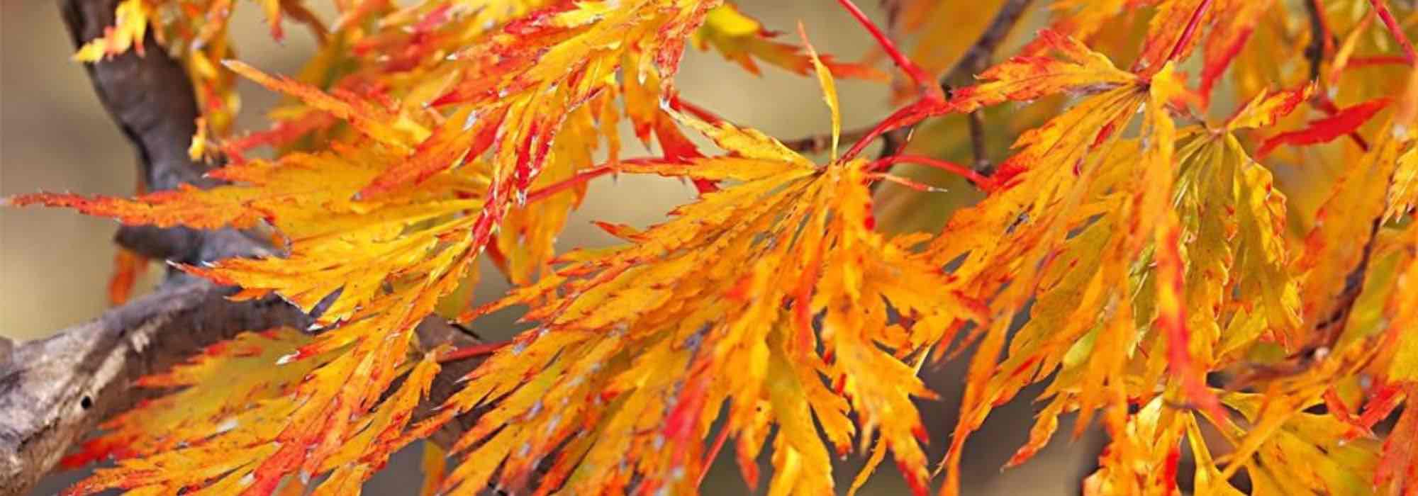 Bordos do Japão: as mais belas cores outonais