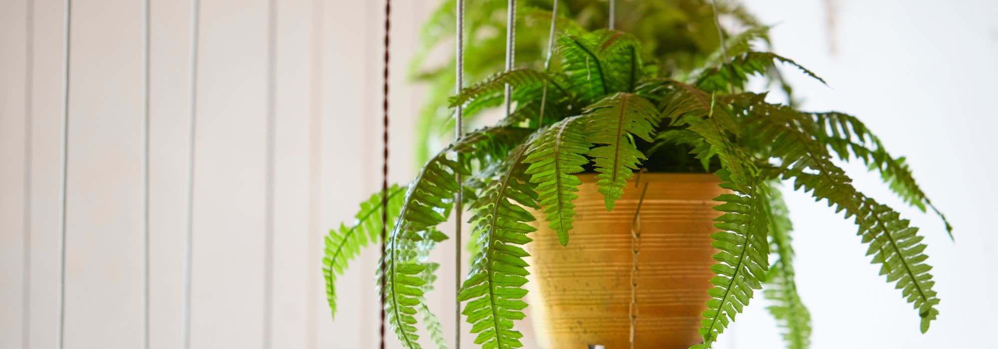 Cultivar fetos no interior