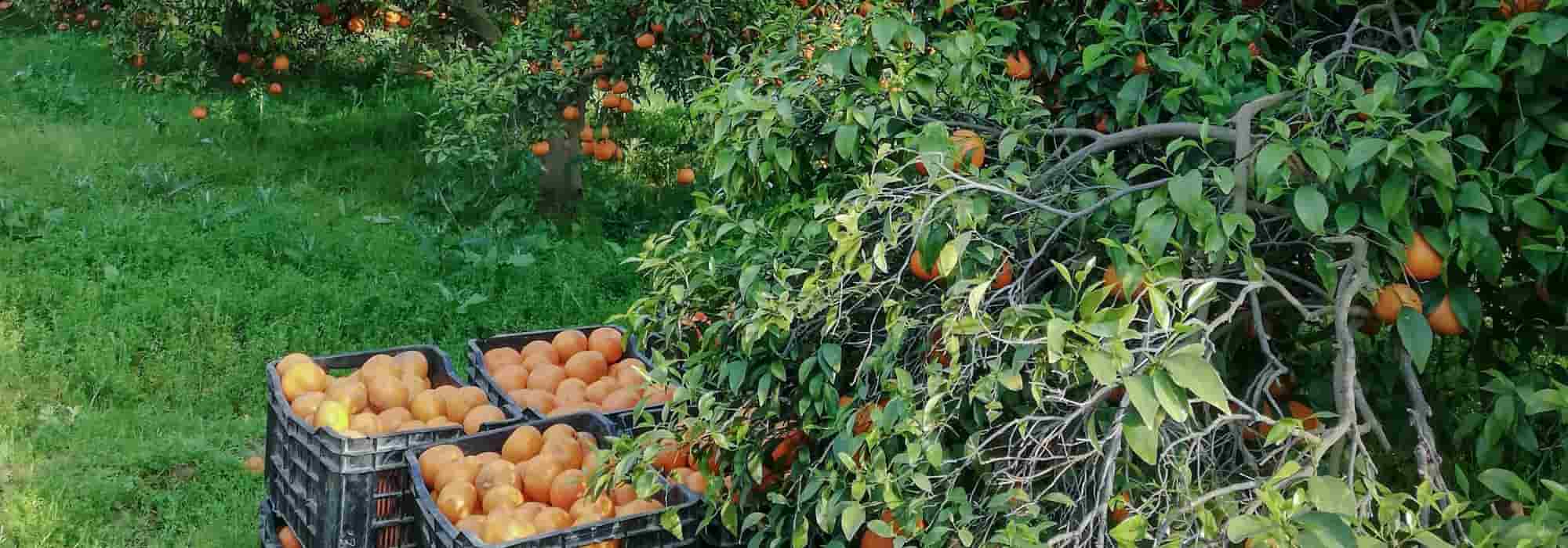 11 fruteiras muito resistentes ao frio do inverno