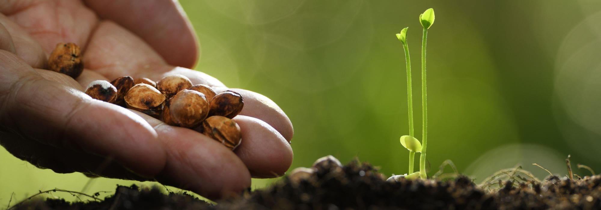 Horta: porquê e como escolher sementes adaptadas às alterações climáticas?