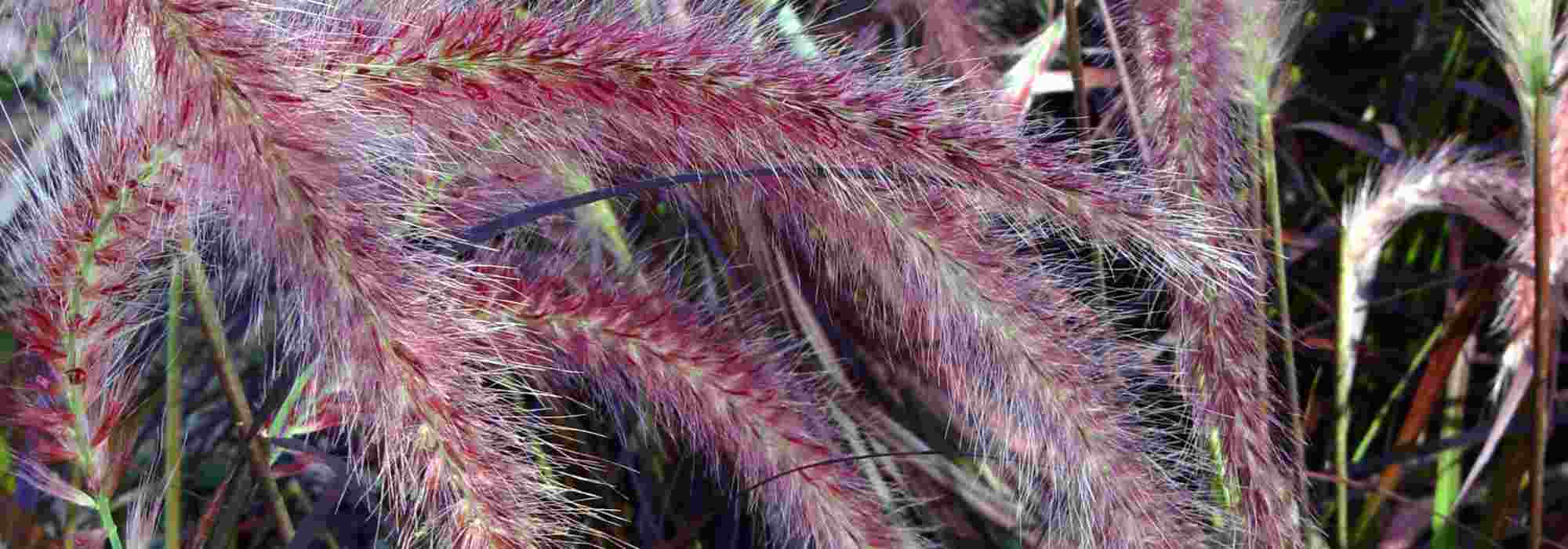 5 gramíneas vermelhas para dar cor ao seu jardim