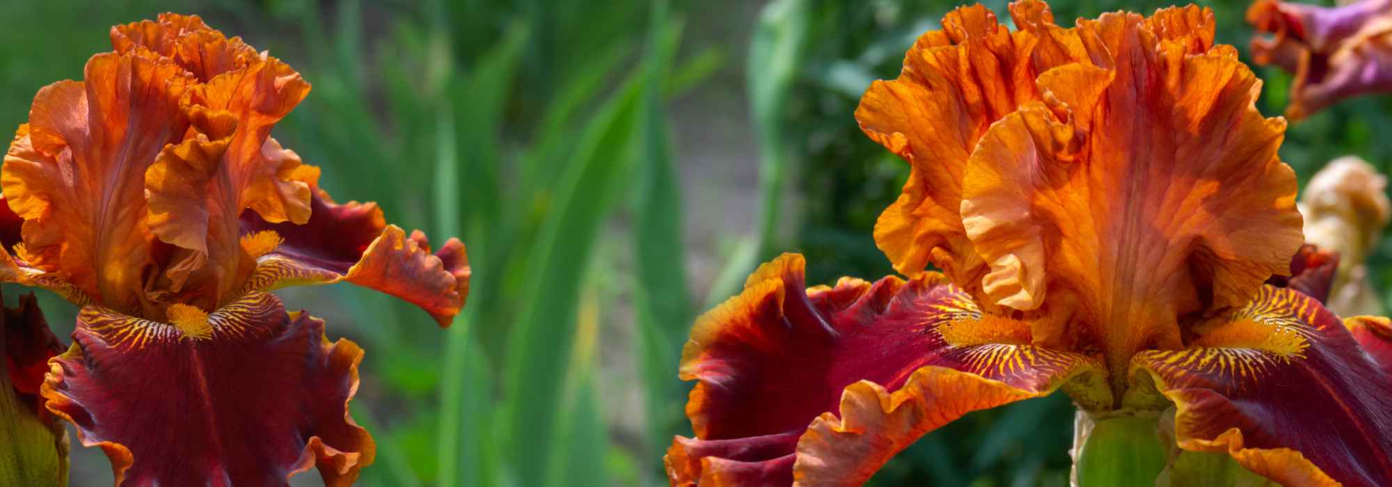 Inspiração em tons de mel e laranja queimado para um jardim vibrante e cativante