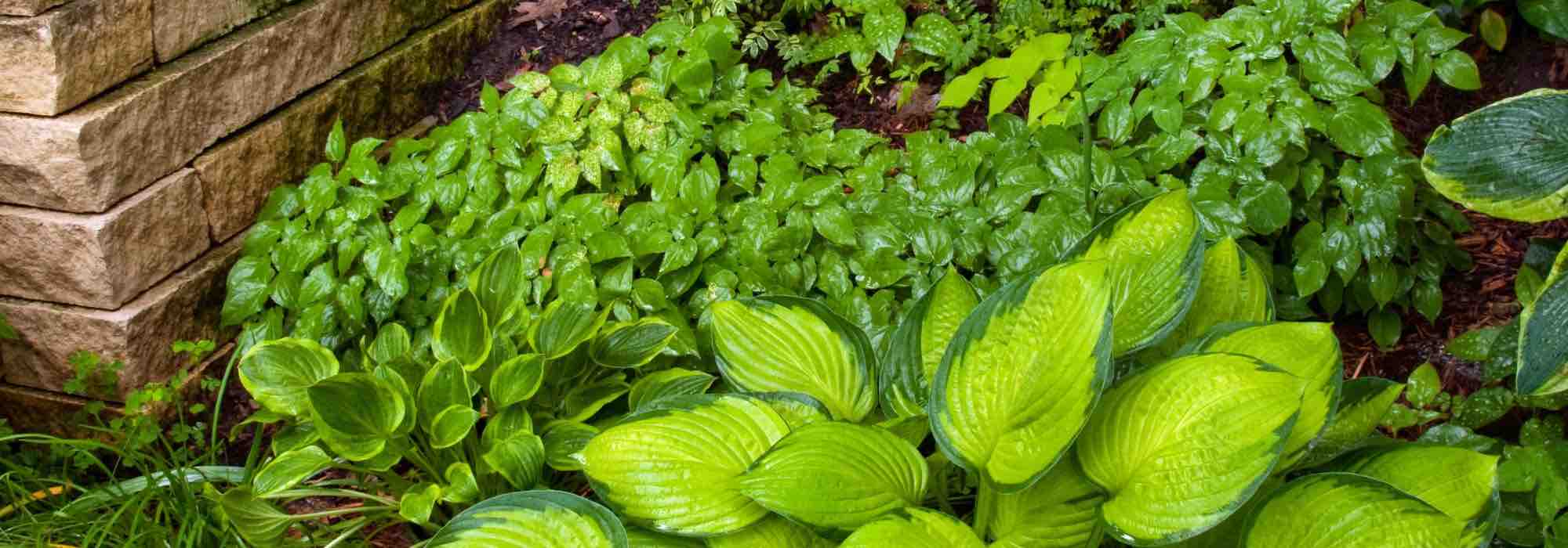 Criar um jardim virado a norte