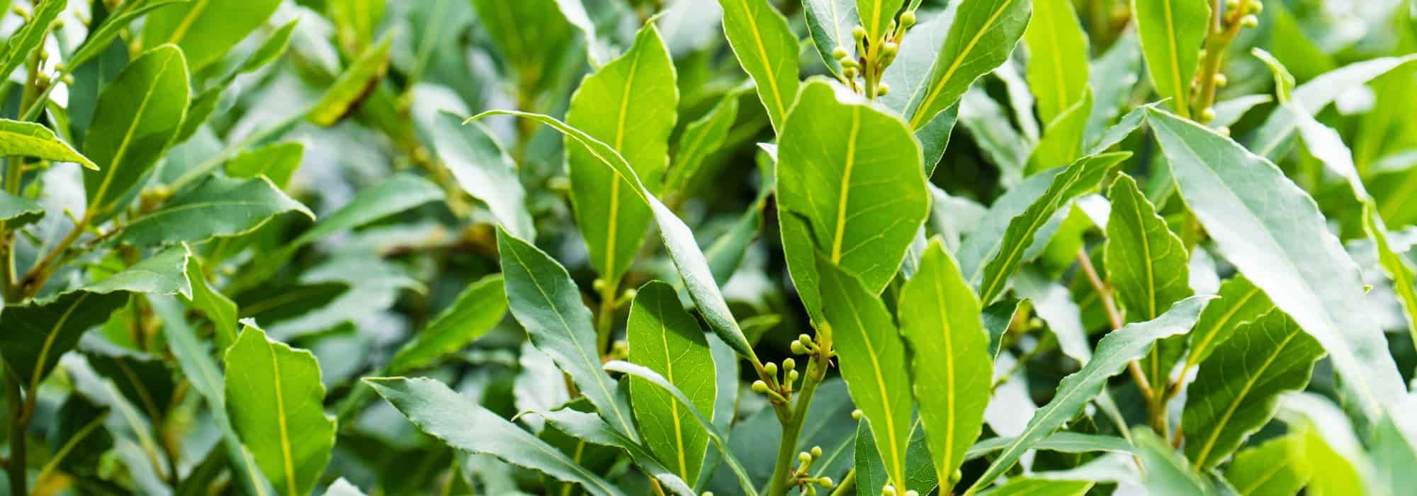 O loureiro: plantação, cuidados e poda